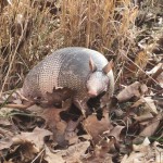 Armadillo