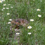 Fawn in flowers